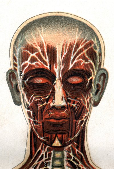 Anatomy: cross section of the human skull, section seen from the front representing the muscular system. 