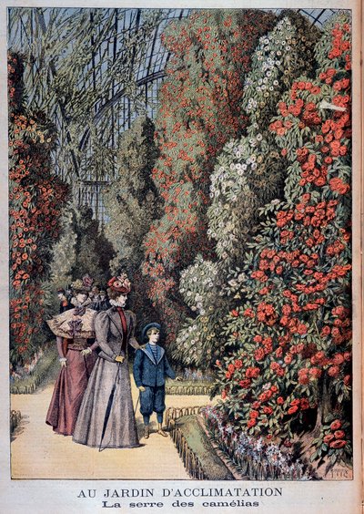 In the Garden of Acclimation: The Camellia Greenhouse - in 