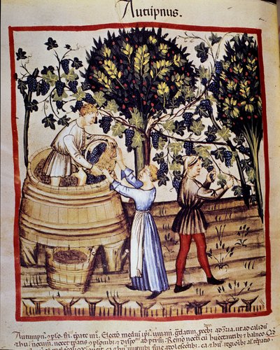 Autumn representation: harvest. The grape picking. Illumination from the milking of medicine and dietetics 