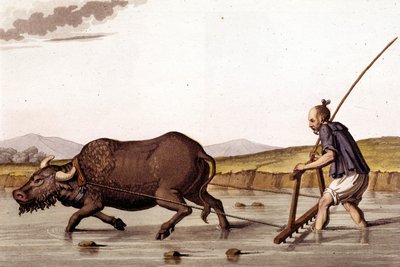 Away de ploourer le champs de riz avec un ox - in Le costume ancien et moderne by J. Ferrario, ed. Milan by Unknown artist