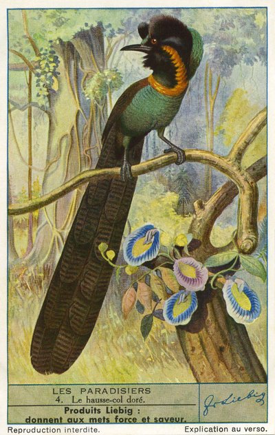 Bird of Paradise by Unknown artist