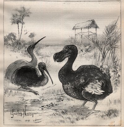 Birds that disappear: the dodo and the apteryx - Engraving In La Science francaise by Unknown artist
