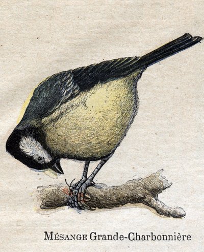 Birds useful for agriculture: Big Chickadee - Coal by Unknown artist