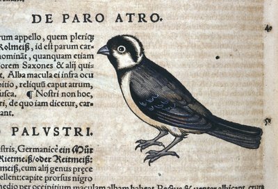 Black bird in Historia Animalium by Conrad Gesner (1516 - 1565), Tiguri by Unknown artist