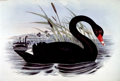 Black swan (cygnus atratus) - from J. Gould