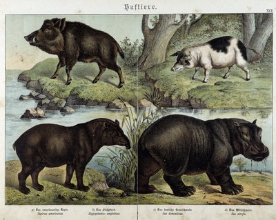 Boar, Pig, Tapir and Hippo - in 