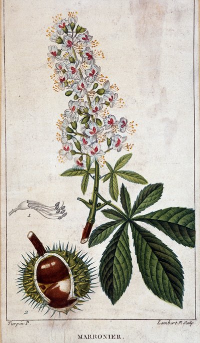 Botanical board - Flowers, leaves and fruit of chestnut tree by Unknown artist