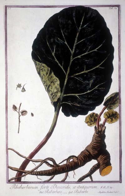 Botanical Board: Leaf and Roots of Rhubarb. 19th Century Herbarium by Unknown artist