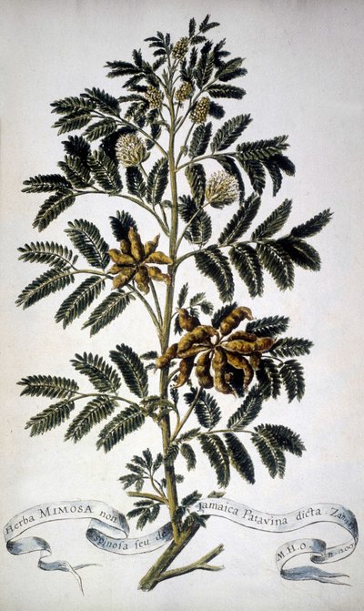 Botanical Board: Mimosa. 19th Century Herbarium by Unknown artist