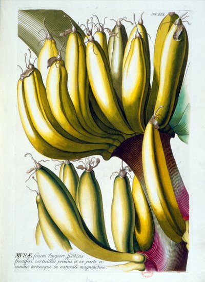 Botanical board: a diet of bananas by Unknown artist