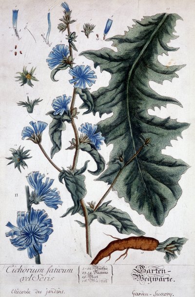Botanical board: cichorium factivum velseris (chicory of gardens) by Unknown artist