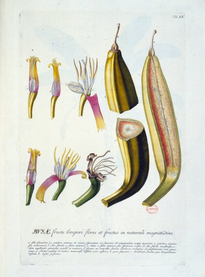 Botanical Board: Flowers and Banana Cutting by Unknown artist