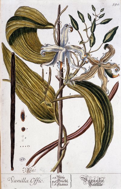 Botanical board of vanilla (Vanilla officinalis) - 19th century by Unknown artist
