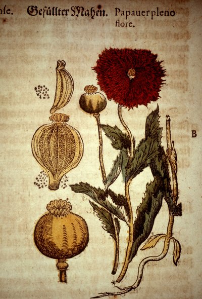 Botanical board: poppy. After Kreutterbuch dess hocgeleherten und wettberühmten herrn by Pietro Andrea Mattioli (Matthiole) (1500-1577). Frankfurt by Unknown artist