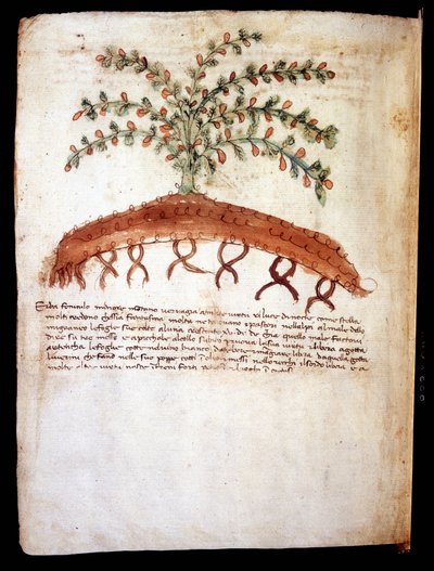 Botanical board representing the grass 