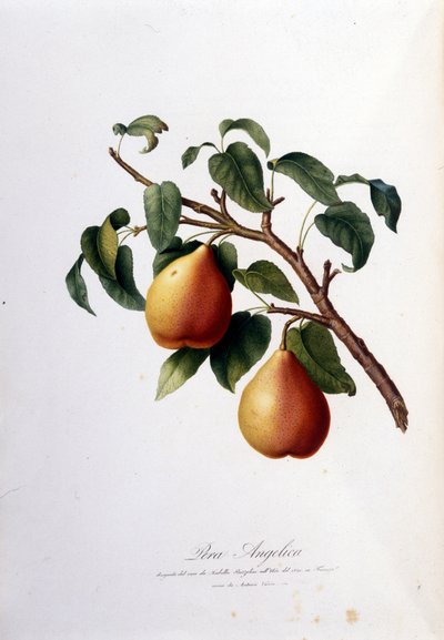 Botanical board representing the pera angelica. 1820 - 1822 by Unknown artist