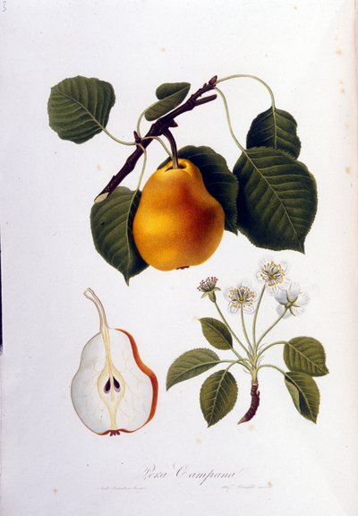 Botanical board representing the pera campana. 1820 - 1822 by Unknown artist