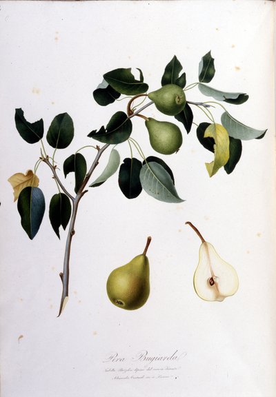 Botanical board representing the pera campana. 1820 - 1822 by Unknown artist