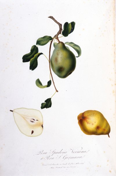 Botanical board representing the pera spadona. 1820 - 1822 by Unknown artist