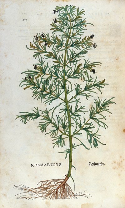 Botanical board: rosemary. Herbarium of Leonard Fuchs, Historia Stirpium, Bale by Unknown artist