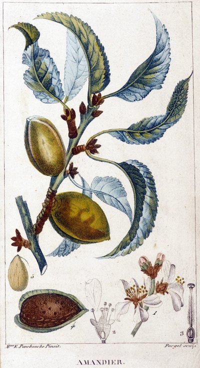 Branch, Flower and Fruit of the Almond Tree - Botanical Board by Unknown artist