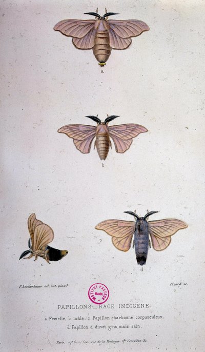 Butterflies: Silkworm disease - Study of Pasteur by Unknown artist