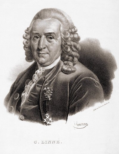 Carl Von Linné Swedish naturalist and writer (1707 - 1778) by Unknown artist