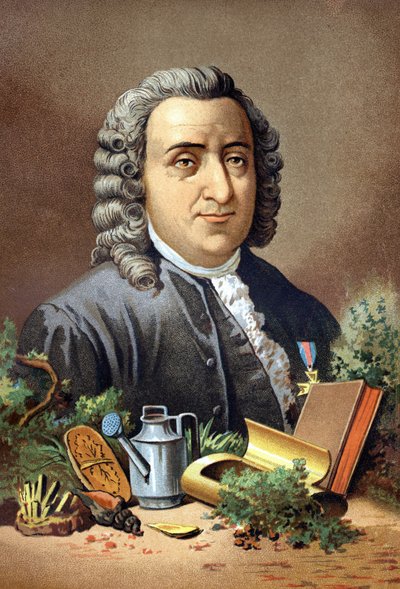 Carl Von Linné Swedish naturalist and writer (1707 - 1778) after 
