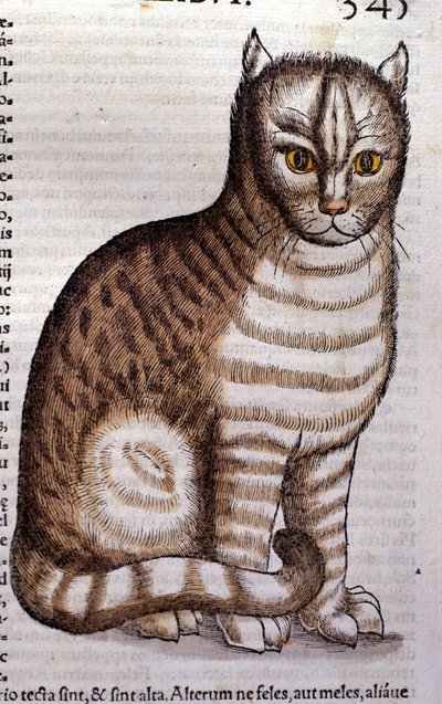 Cat after the Historia Animalium by Conrad Gesner, Tiguri 1560. Biblioteca Nazionale Braidense, Milan by Unknown artist