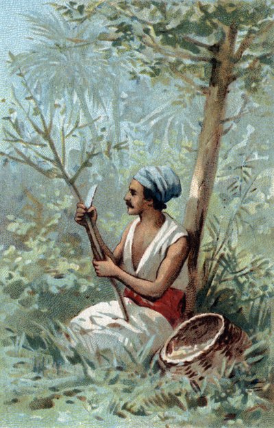Cinnamon peel in Ceylon. Chromolithography of the late 19th century by Unknown artist