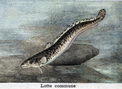 Common Lotte Engraving from 1898 by Unknown artist