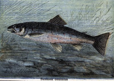Common Salmon (engraving from 1897) by Unknown artist