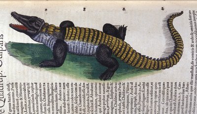 Crocodile. in Historia Animalium by Conrad Gesner, Tiguri by Unknown artist