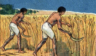 Daily Life in Ancient Egypt: Peasants Harvesting Wheat, Early 20th Century by Unknown Artist