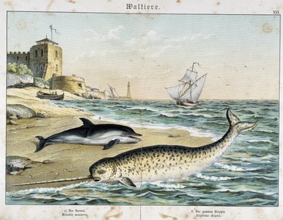 Dolphin and Narwhal, a cetacean - in "Natural Stories of Mammals", ed. Schreiber by Unknown artist