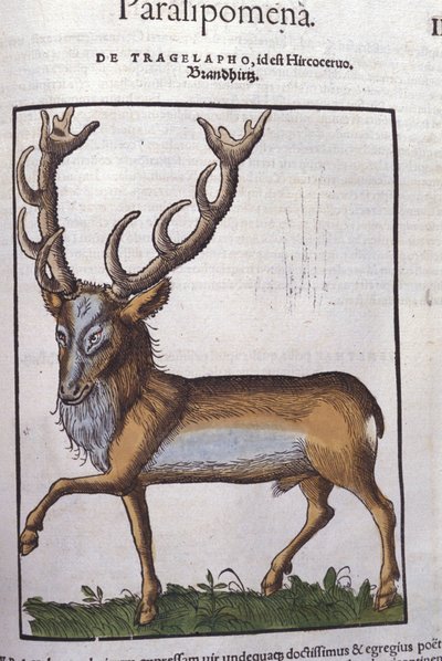Deer - from Historiae Animalium by Konrad Gesner, Tiguri by Unknown artist