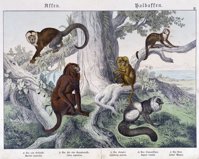 Different breeds of monkeys - in "Natural histories of mammals", ed. Schreiber by Unknown artist