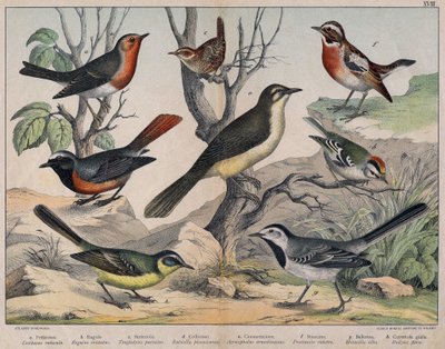 Illustration of Birds, Natural History by Unknown Artist
