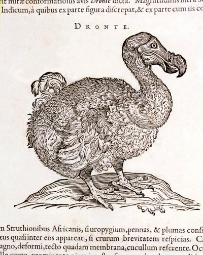 Dodo or Dronte. Bird disappeared - in 