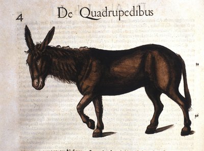 Donkey from Historia Animalium by Conrad Gesner, Tiguri 1560 by Unknown artist