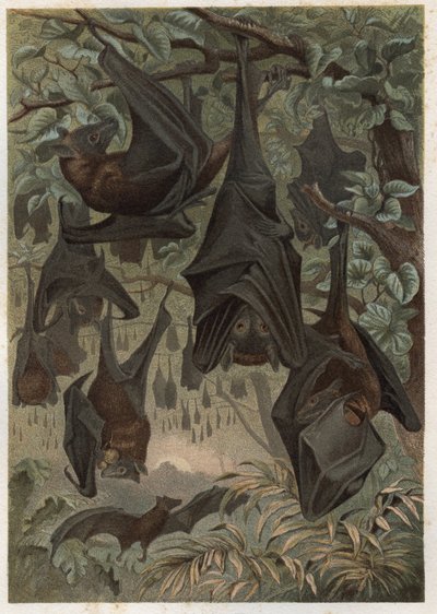 Egyptian fruit bat or Egyptian rousette (Rousettus aegyptiacus) - engraving from Brehm