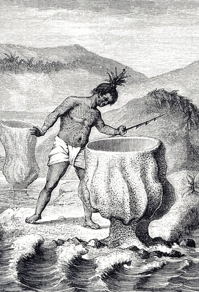 Engraving Depicting a Variety of Sponge Called Neptune