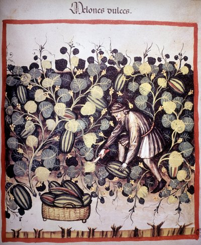 Engraving representing the collection of melons from 