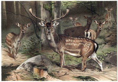 European Fallow Deer (Dama dama) - engraving from 