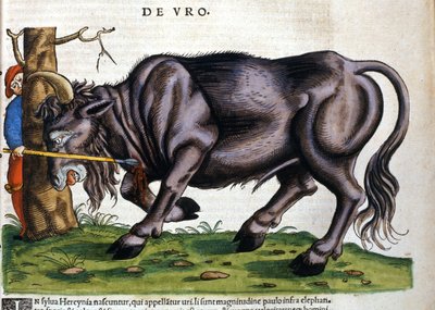 European bison whose breed died in the 17th century in “Historia Animalium” by Konrad Gesner. by Unknown artist