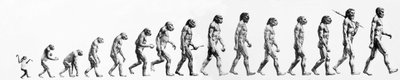 Evolution: Comparisons of Morphologies from the Monkey to the Present Man (Different Hominids), End of the 19th Century by Unknown artist