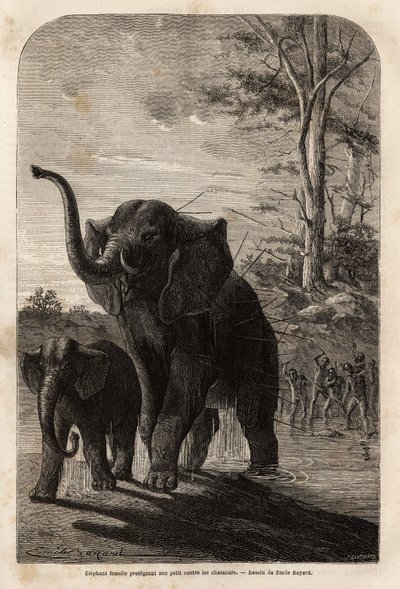 Female elephant protecting her young from Javeline hunters of Zambese. Engraving to illustrate Dr. Livingstone