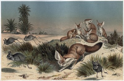 Desert Fox (Vulpes zerda) - Engraving from 