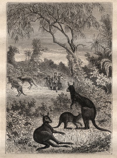 First voyage by Captain James Cook: the sailors discover the kangaroos (Australia) - illustration taken from “The Great Mariners of the 18th century” by Unknown artist