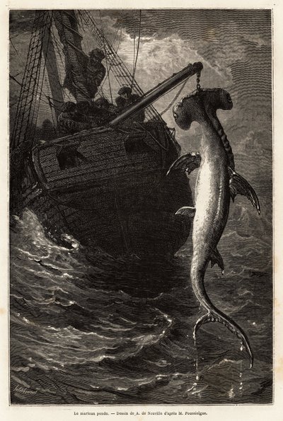 Fishing a hammer squal, 7 meters long, in the waters near Anastasia Island. Engraving to illustrate the story four months in Florida, by Achille Pousselgue in 1851-1852, published in “Le tour du monde” 1870-1871, edited by Edouard Charton by Unknown artist